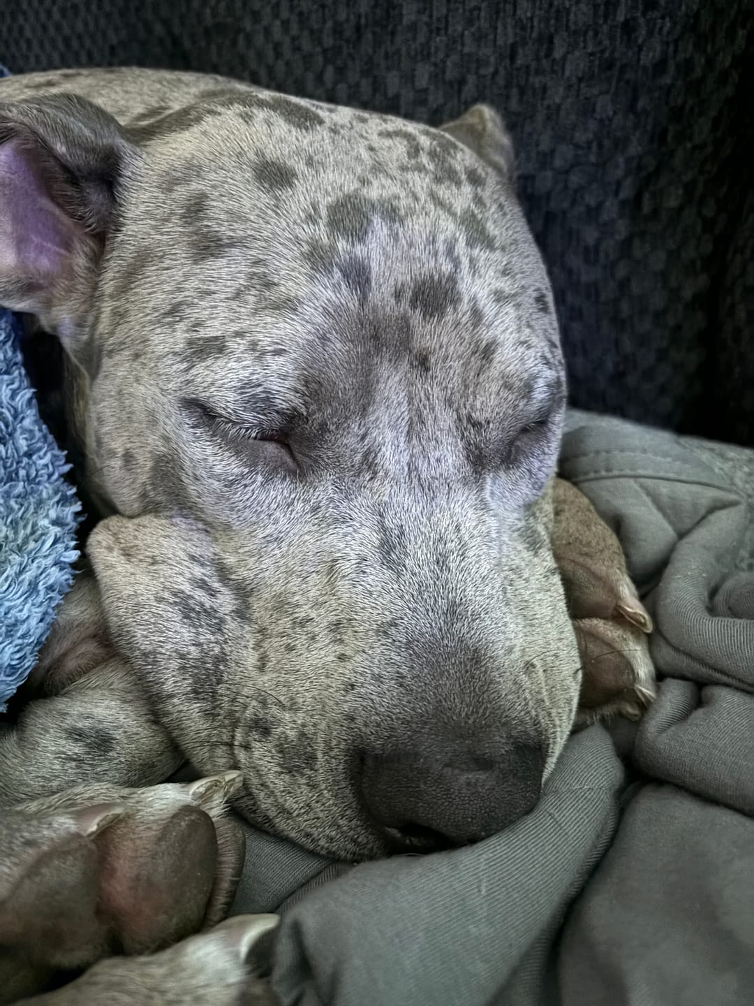 Customer photo review of 12 Inch Mega Monster Bully Stick (LIMITED)
