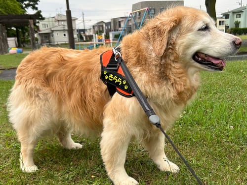 Customer photo review of FunFunPet 高機能ハーネス（お名前タグ作成サービス付き）