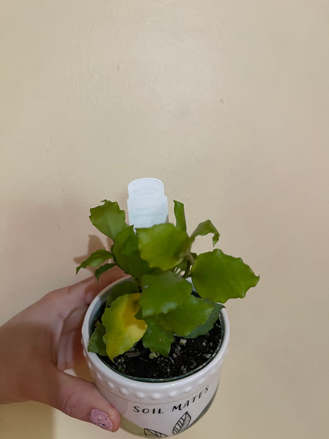Customer photo review of Hoya endauensis