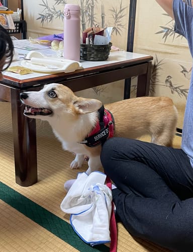 Customer photo review of FunFunPet 高機能ハーネス（お名前タグ作成サービス付き）