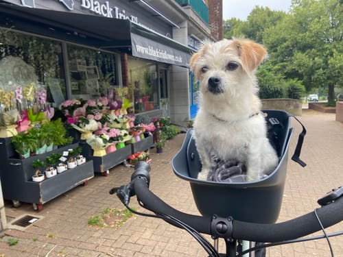 Customer photo review of Kvisp Dog Bike Carrier