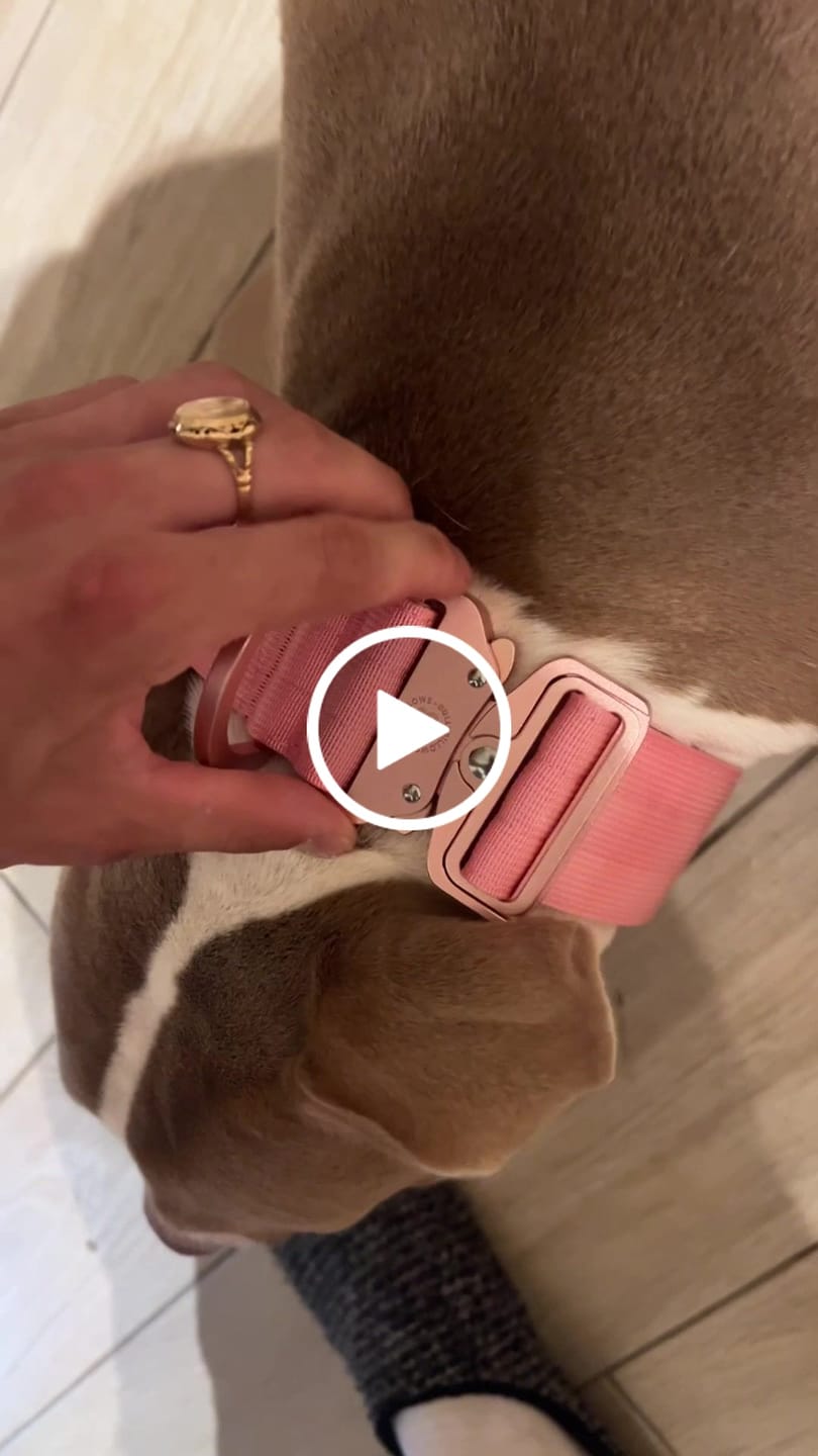 Customer video review of 5cm LIGHTER Combat® Collar | With Handle Rated Clip - Pink x Pink