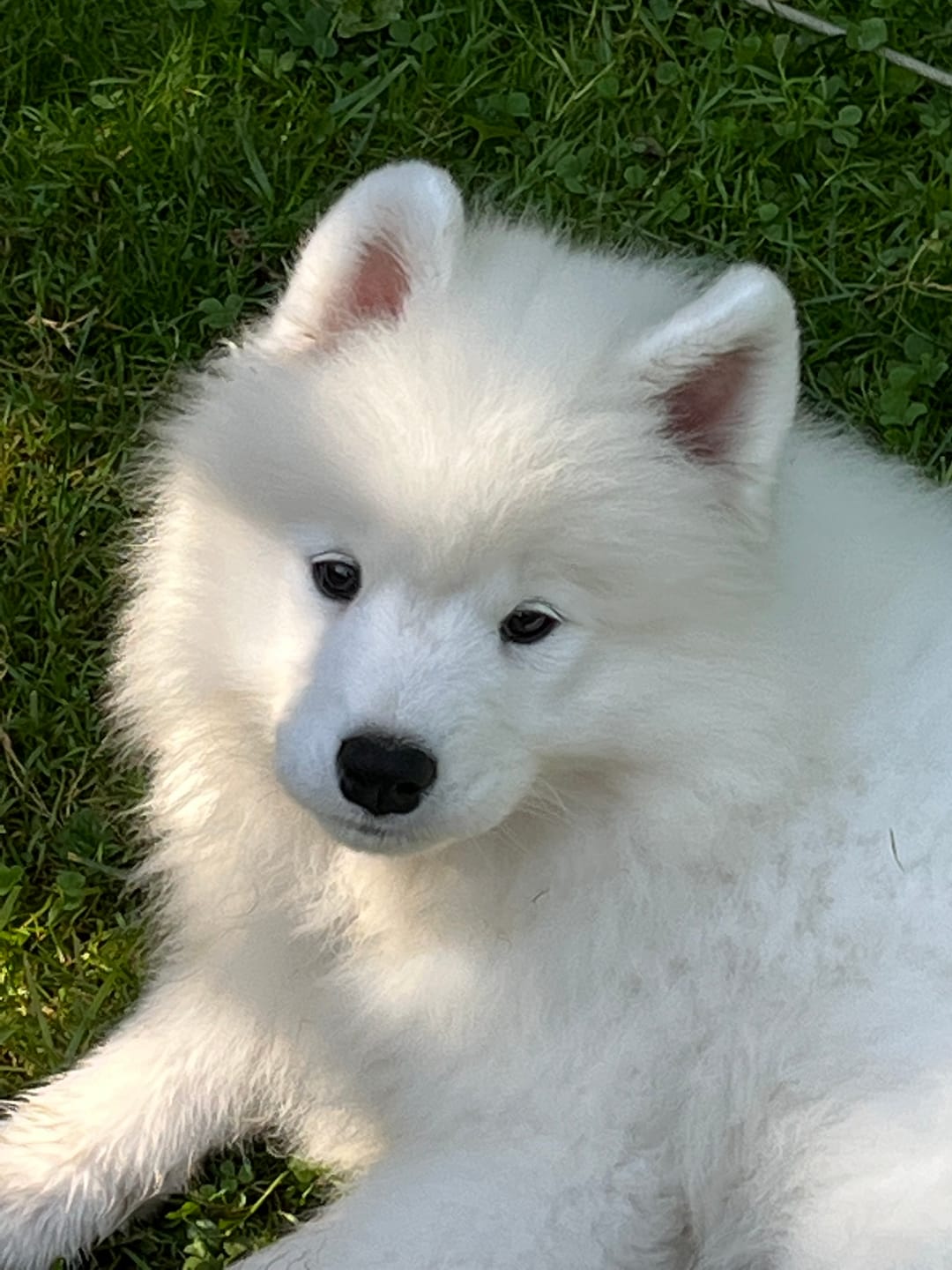 Customer photo review of Fetch Dog Food Supplement