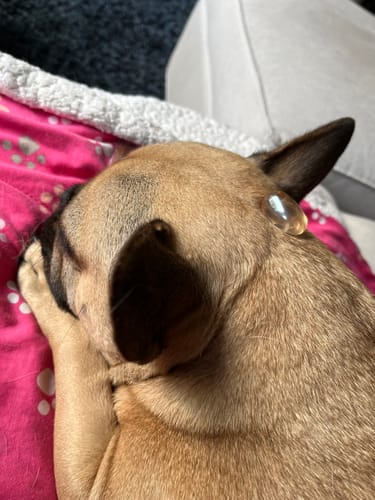 Customer photo review of LONG LEGGINGS DEEP PURPLE