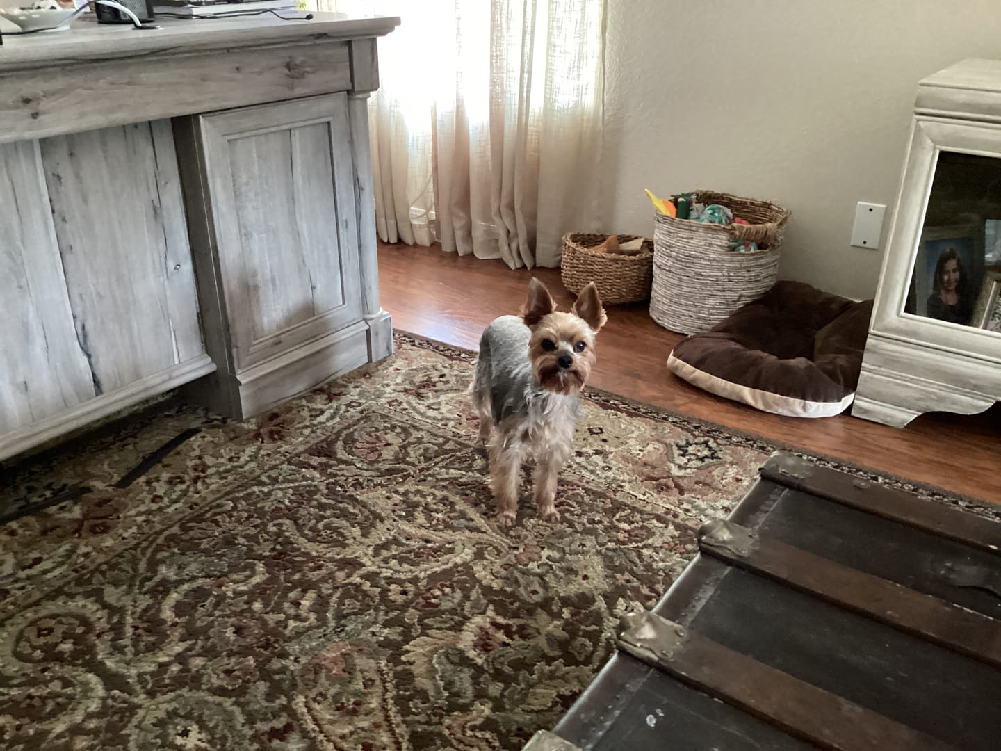 Customer photo review of Carrying Case for furMe Grooming Vacuum