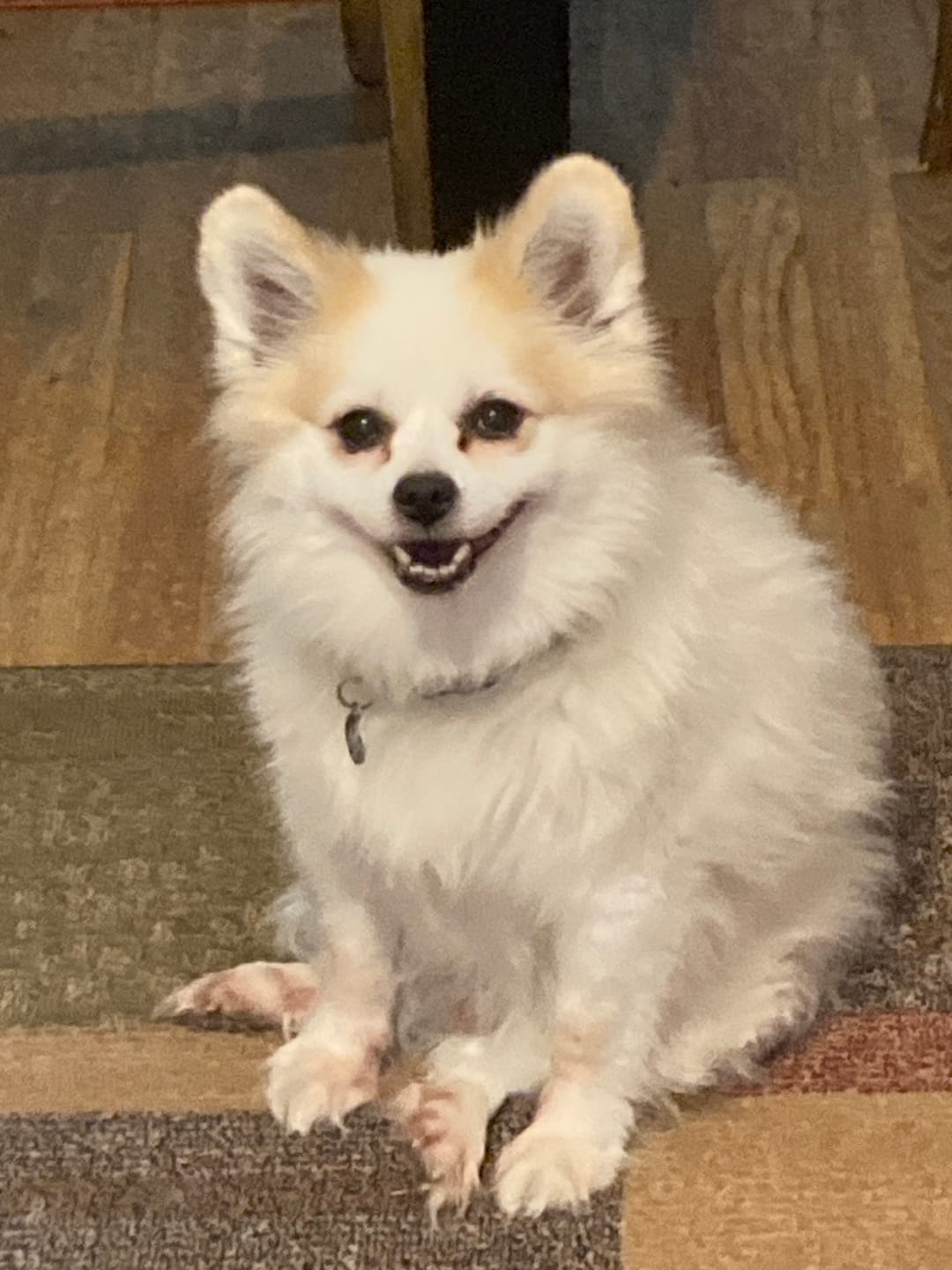 Customer photo review of Original Pet Grooming Vacuum Kit