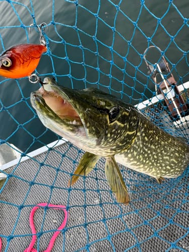 Customer photo review of Headbanger Cranky Shad 3"