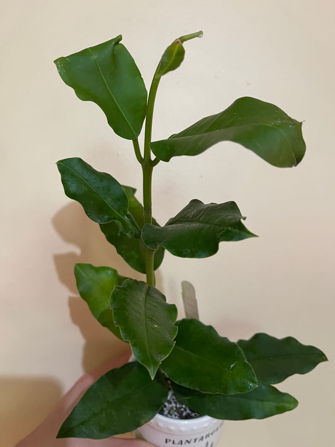 Customer photo review of Hoya imperialis