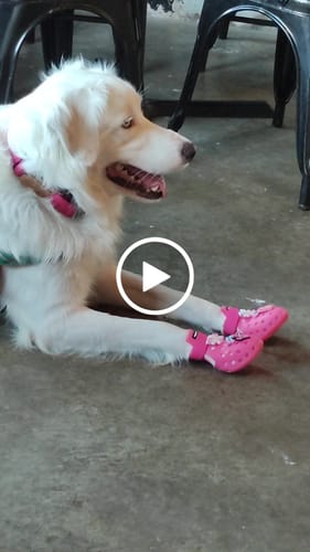 Customer video review of WagWellies® Mojave