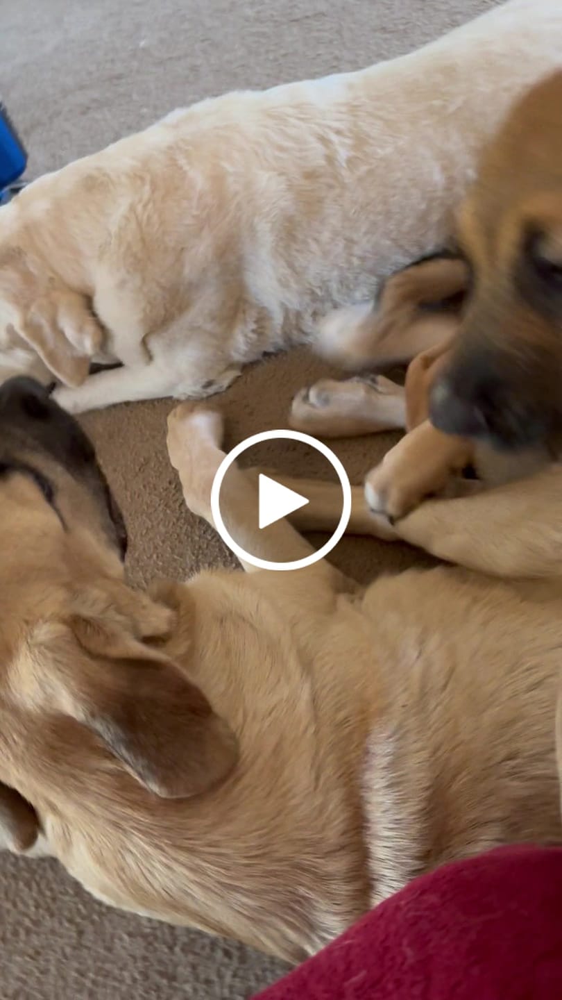 Customer video review of Himalayan Yak Cheese Chew Dog Treat