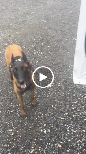 Customer video review of NEW Waterproof Hard Bottom Car & Truck Seat Foldable Hammock Cover With Storage Pockets, Side Flaps, Headrest Straps, Seat Anchors, & Mesh Window (+FREE SAFETY BELT!)