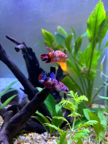 Customer photo review of Koi Nemo Female Betta Fish Sorority | Successful Sorority Pack