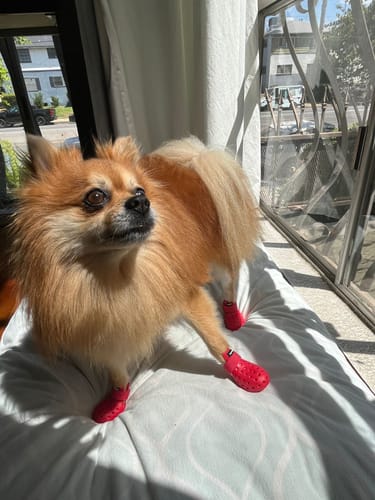 Customer photo review of WagWellies® Mojave