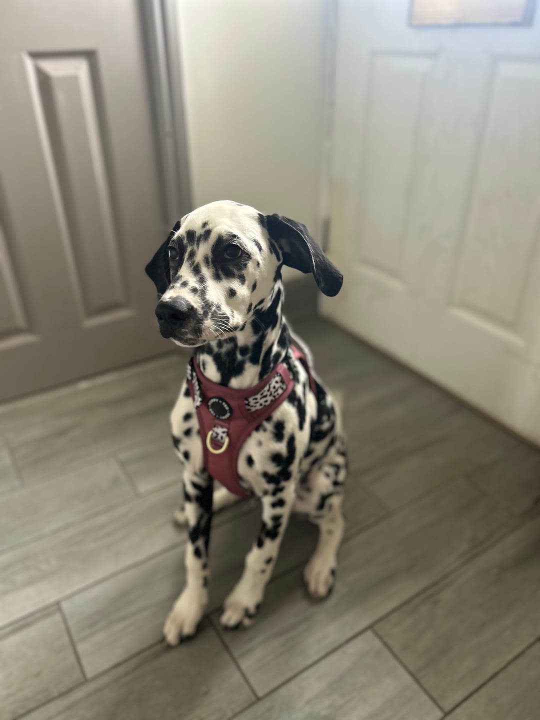 Customer photo review of Luxe Collection | 3-Click Tough Harness | Berry Dalmatian