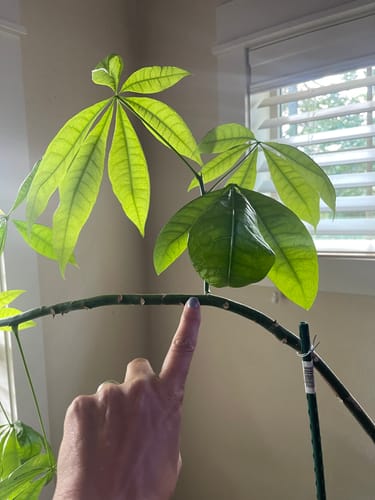 Customer photo review of Plant Food