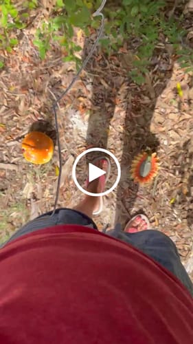 Customer video review of PlantWave