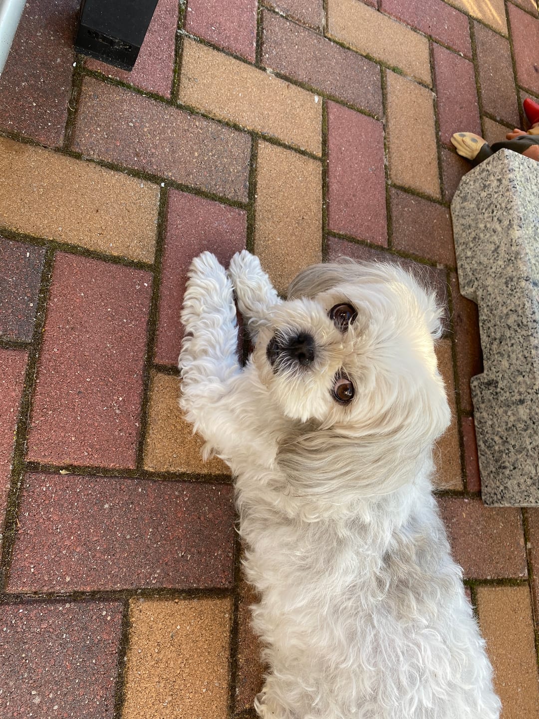 Customer photo review of Allergietest Basic Hund