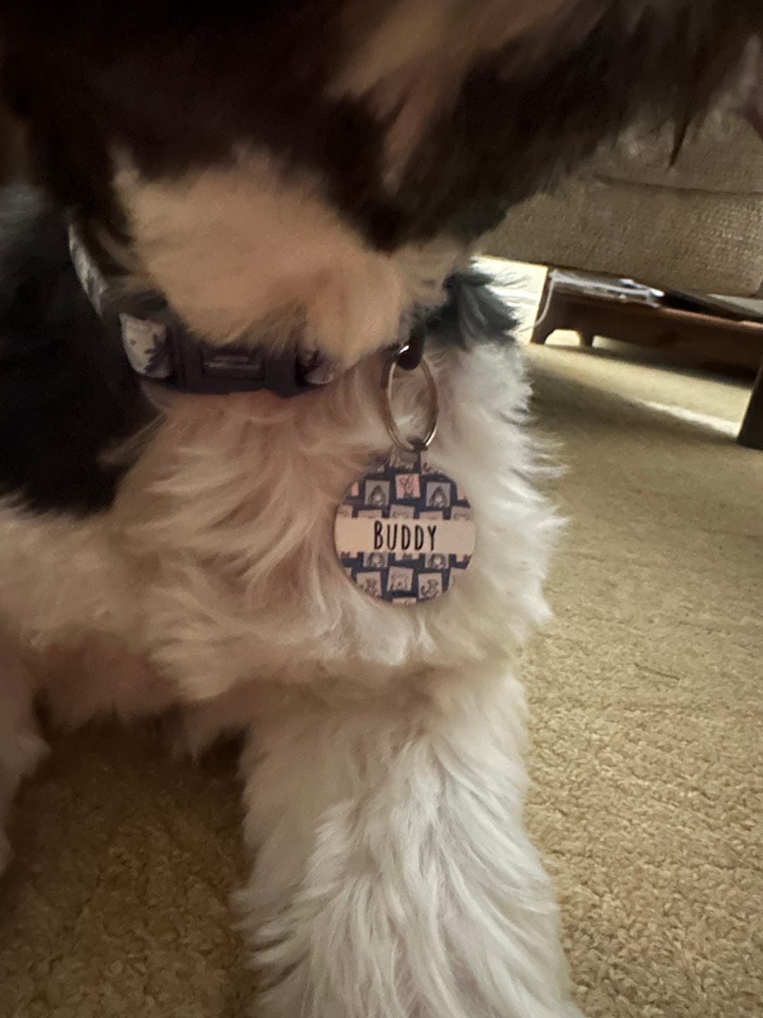 Customer photo review of Disney© Collar - Eeyore