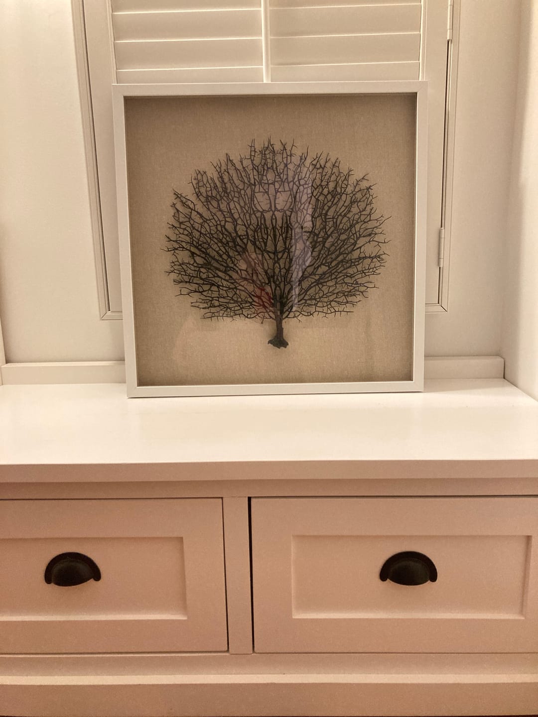 Customer photo review of Framed Sea Fan- White Frame