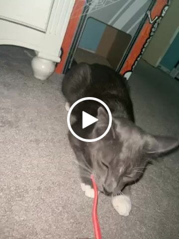 Customer video review of RYERCAT Dual Sided Cat Toothbrush