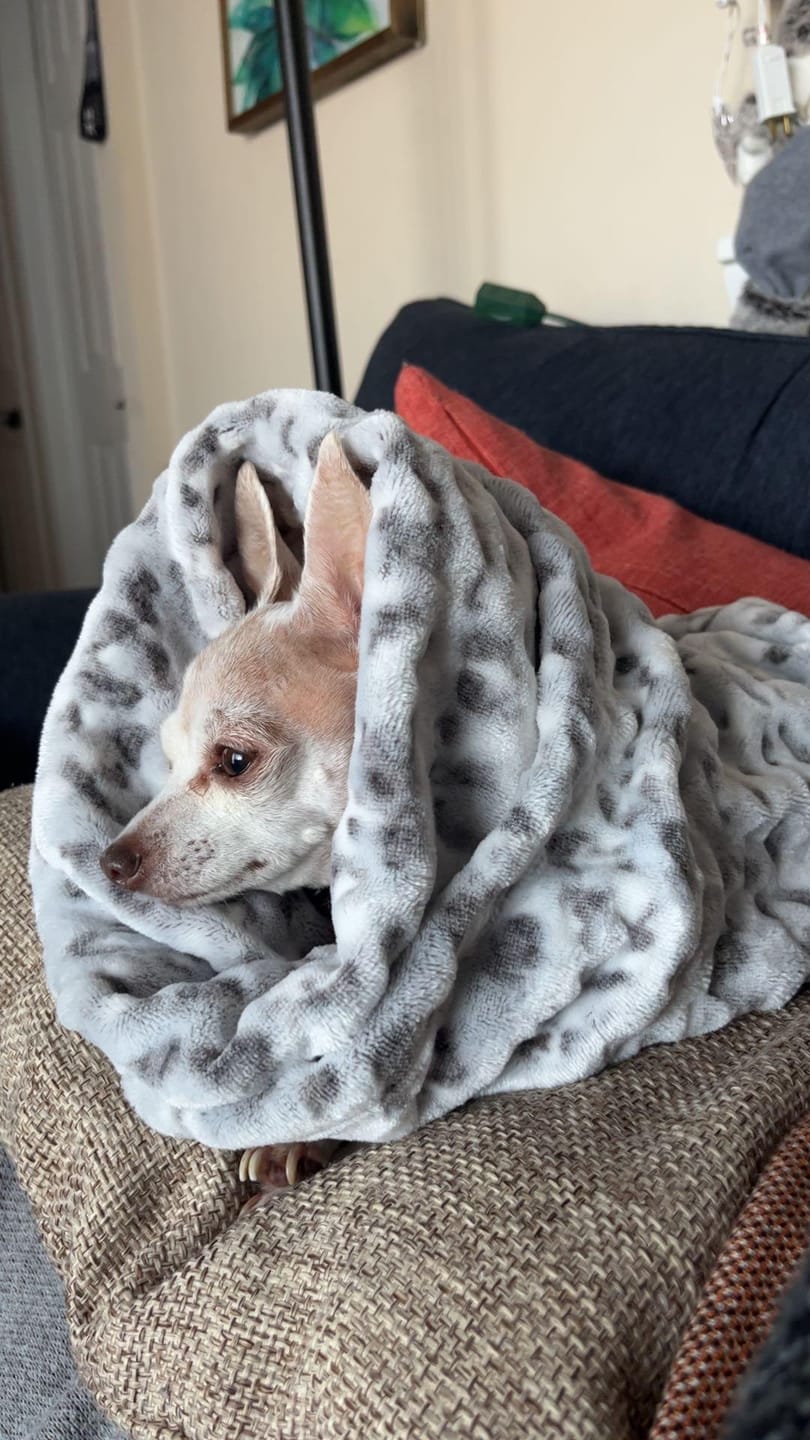 Customer photo review of Wildson Plush Hood