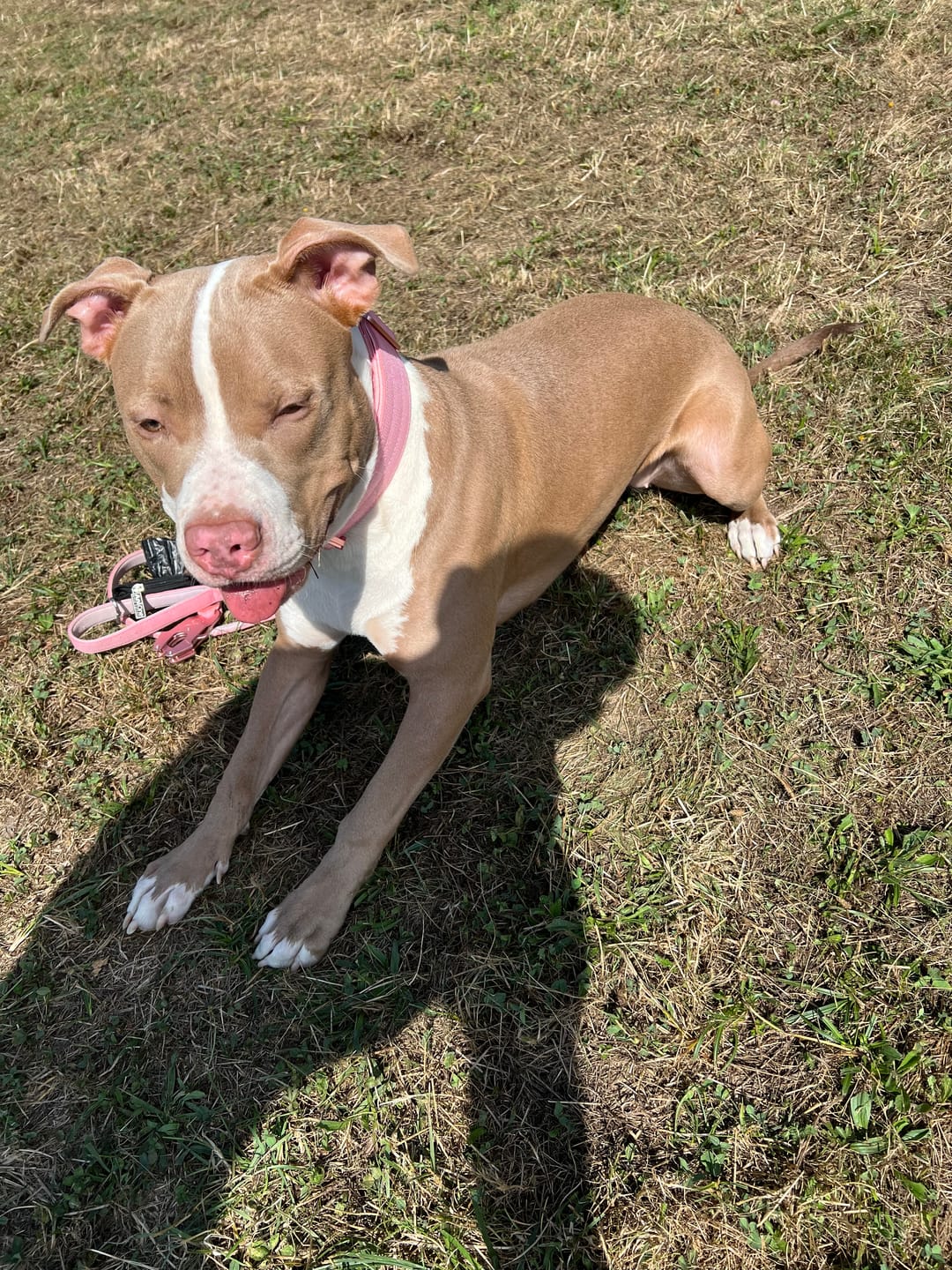Customer photo review of 1.4m LIGHTER Swivel Combat Leash | Neoprene Lined, Secure Rated Clip with Soft Handle - Pink x Pink