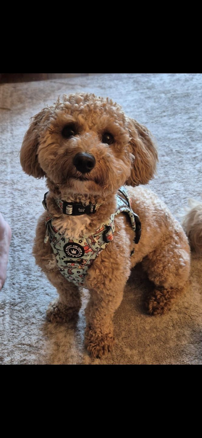 Customer photo review of Trail & Glow® Collar - Dog Party