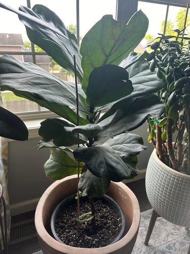 Customer photo review of Plant Food Replacement Dropper