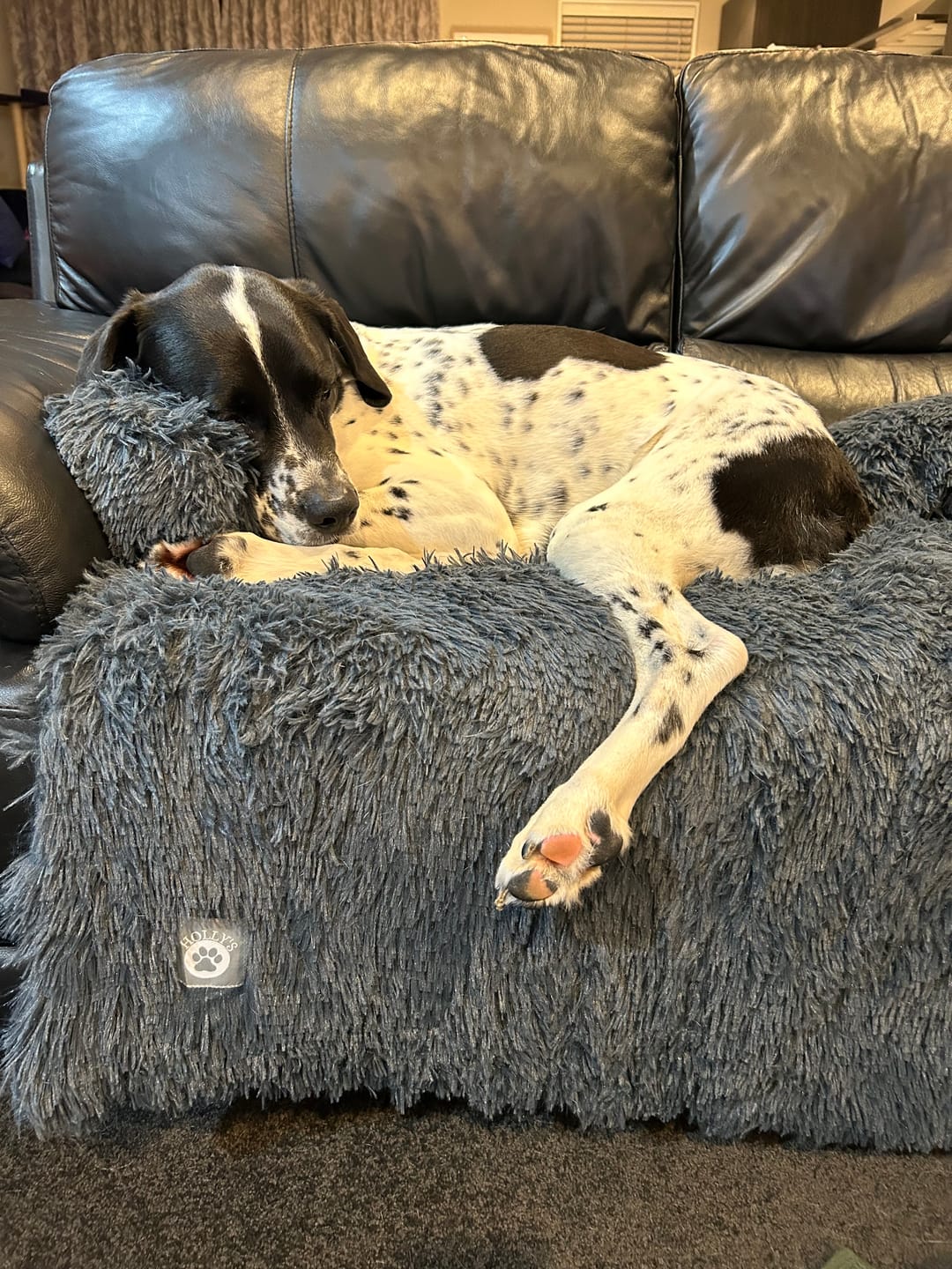 Customer photo review of Calming Couch Bed