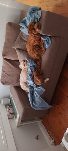 Customer photo review of Aussie Beef Puffs (High value treats)