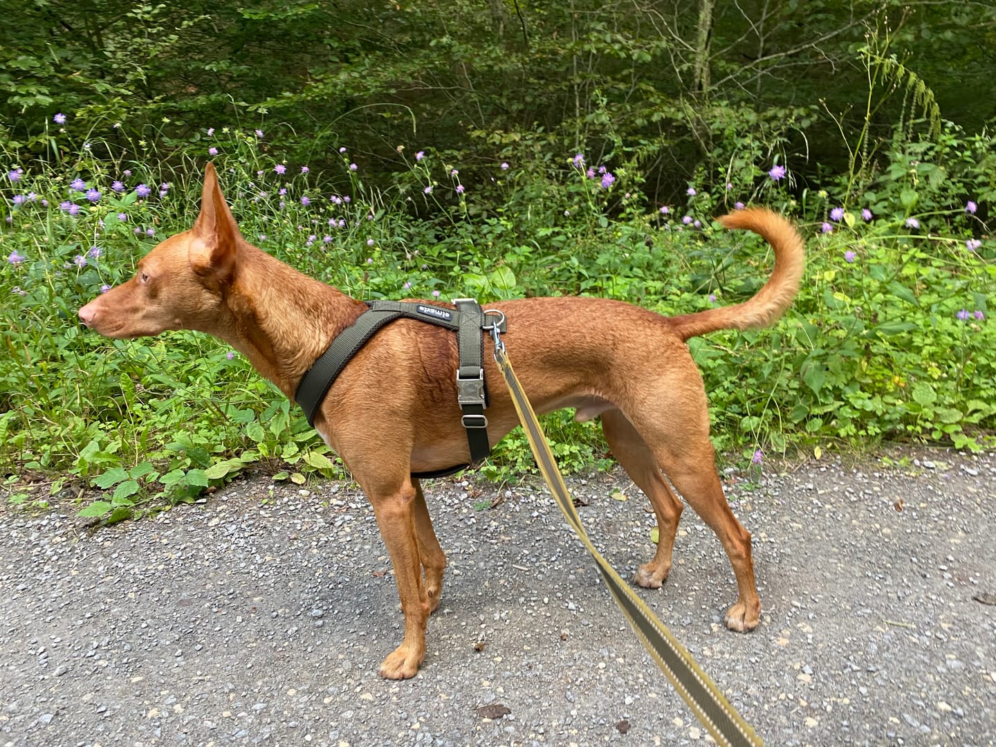 Customer photo review of Hundegeschirr PRO "Mountain Green"