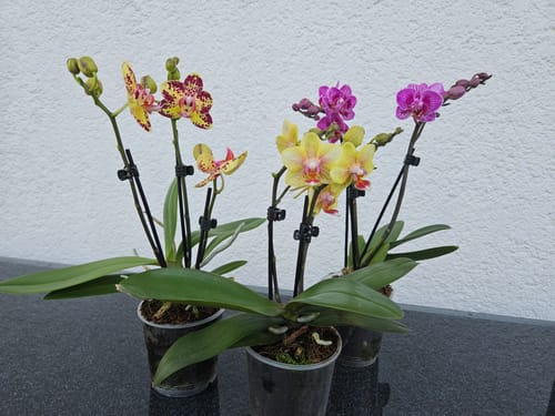 Customer photo review of Table Dance Orchideen Farbmix mit 3+ Stielen im 3er Set