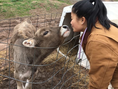 T-shirt quilt with animals, veterinary medicine themes by Elizabeth from CT