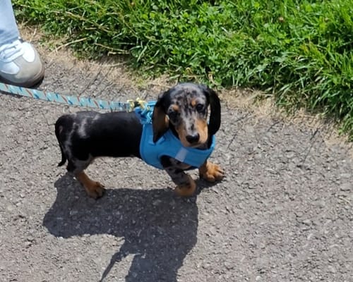 Customer photo review of Pawsome Pup Harness - Teal