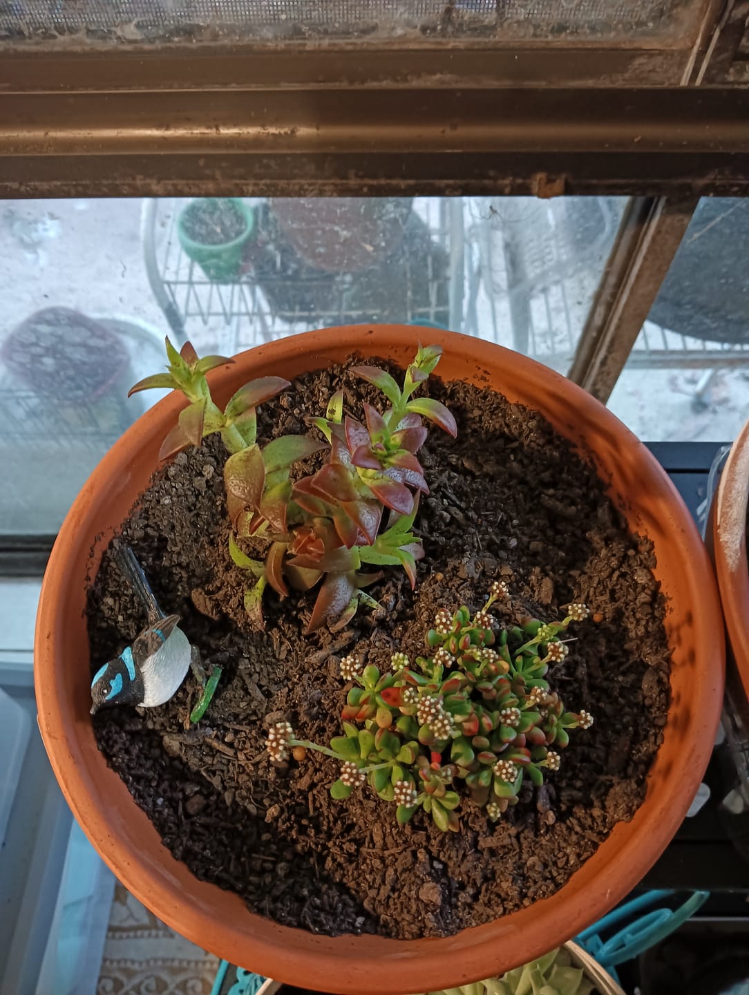 Customer photo review of Crassula atropurpurea var. anomala