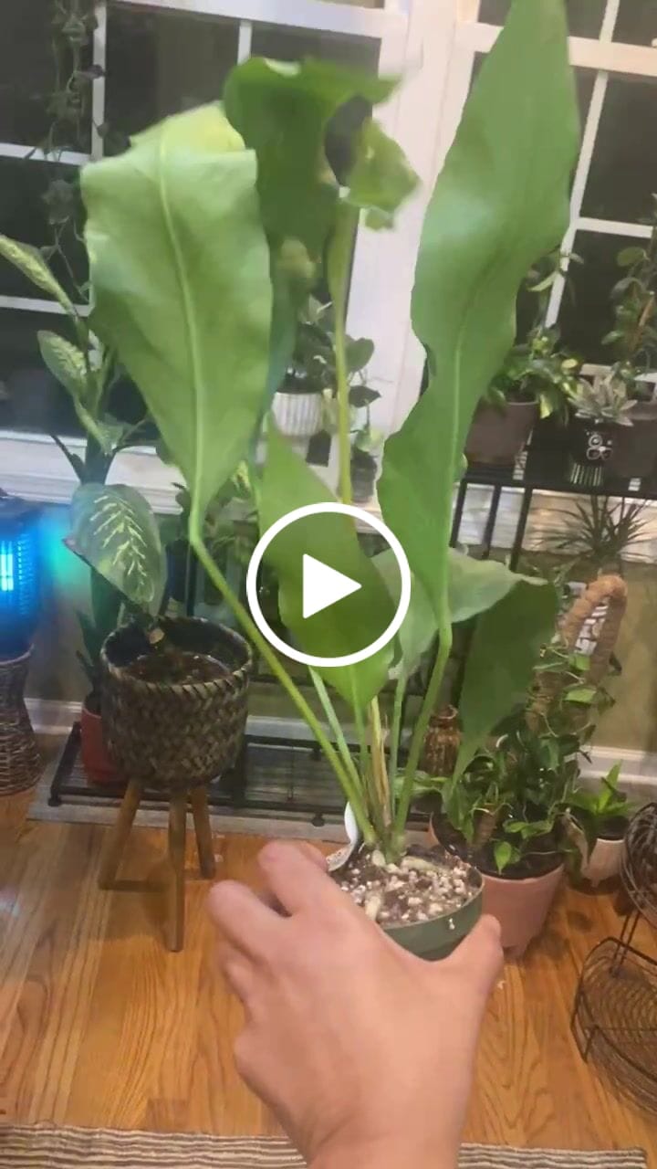 Customer video review of Anthurium 'Big Red Bird'