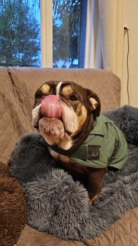 Customer photo review of DoggieBalm Natural Manuka & Hemp Shampoo and Conditioner