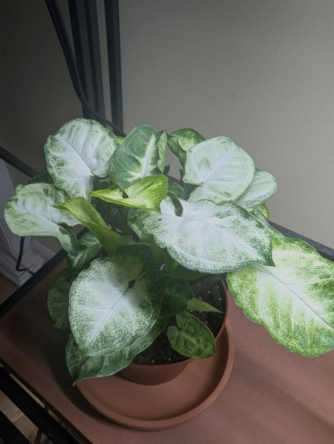 Customer photo review of Syngonium podophyllum 'Pixie'
