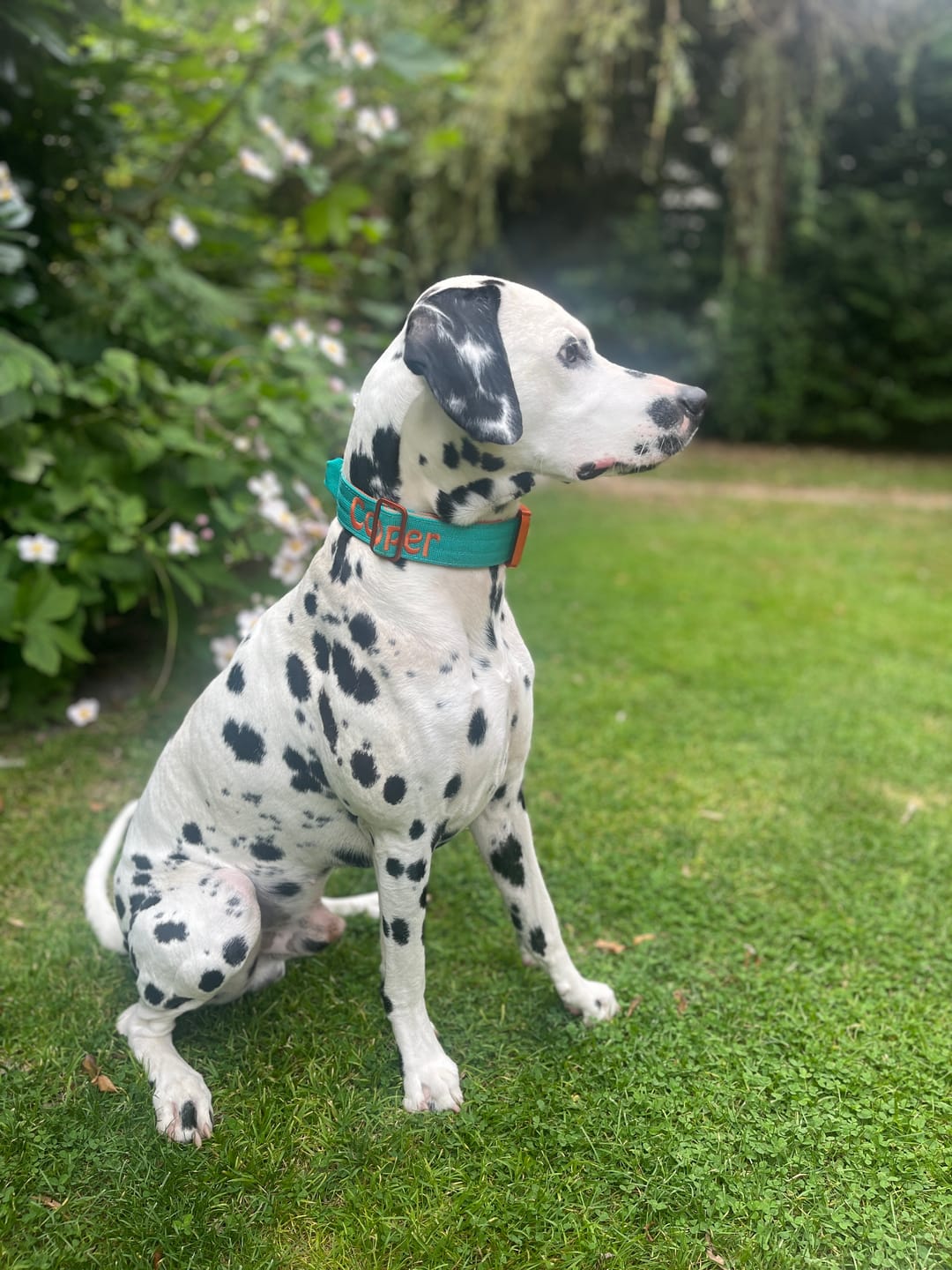 Customer photo review of 4cm LIGHTER Combat® Collar | With Handle Rated Clip - Turquoise & Orange