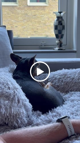 Customer video review of CalmCouch - Motverkar ångest & skyddar din soffa