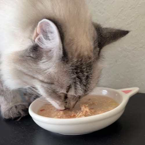 Customer photo review of Chicken Flaked With Pumpkin Recipe Dinner In Broth Adult Cat Food, 2.8-oz, Case of 12