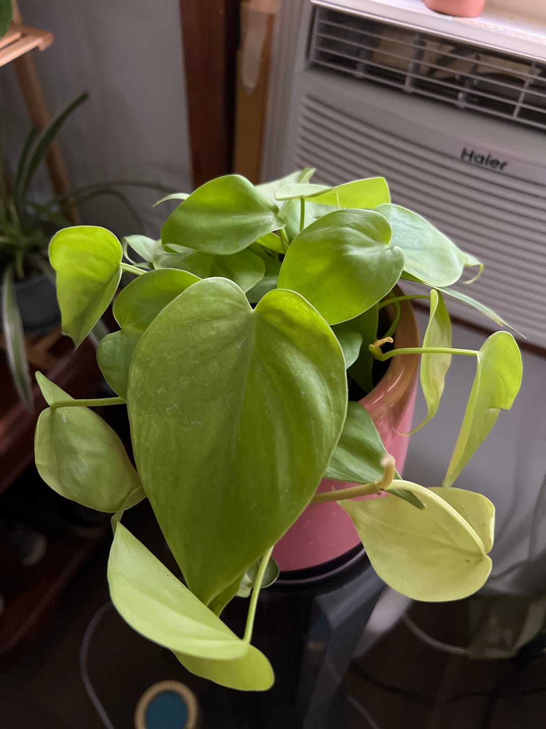 Customer photo review of Philodendron hederaceum 'Lemon Lime'