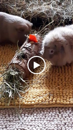 Customer video review of Gnaw Log NEW*