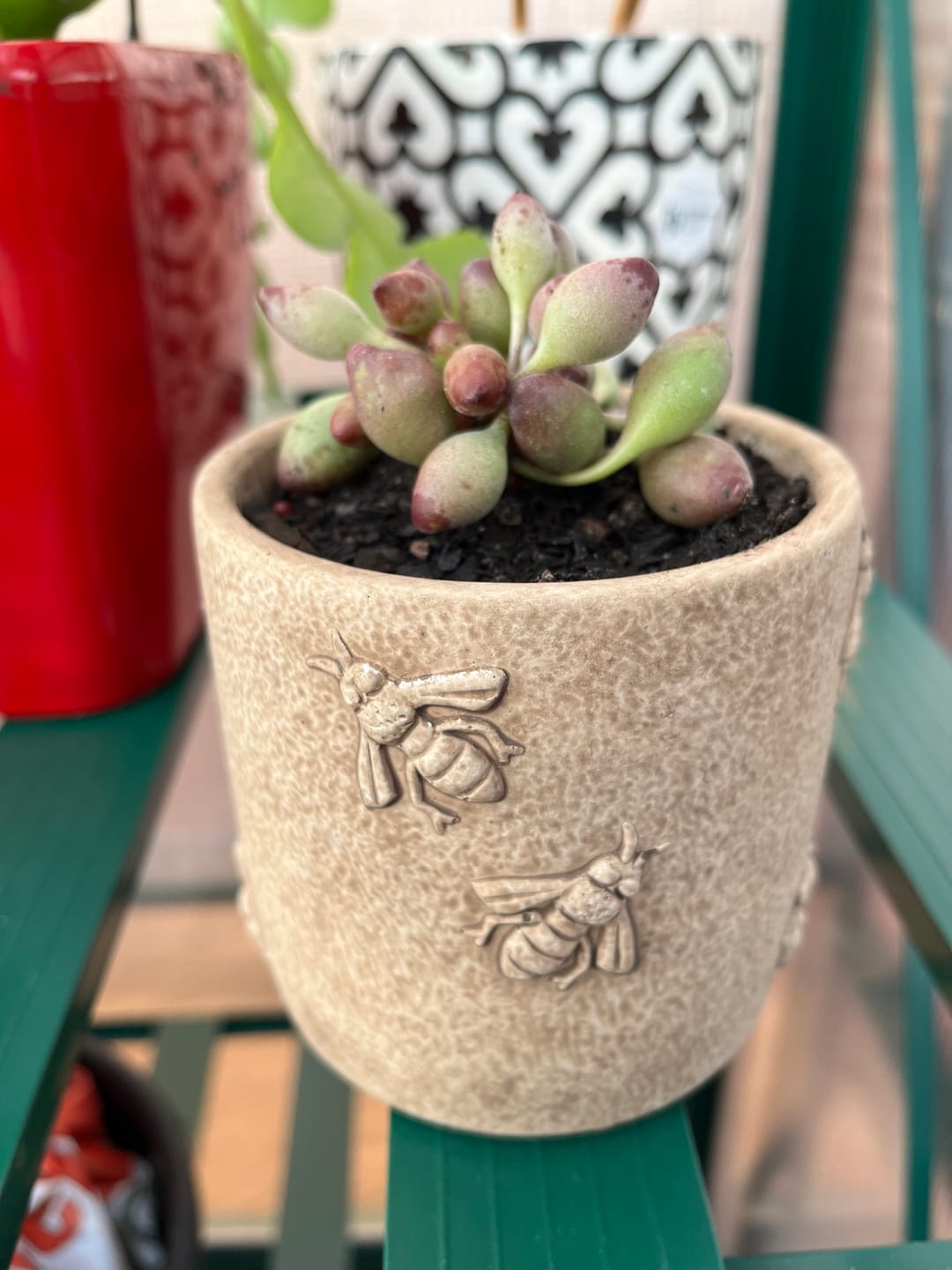 Customer photo review of Adromischus cristatus 'Indian Clubs'