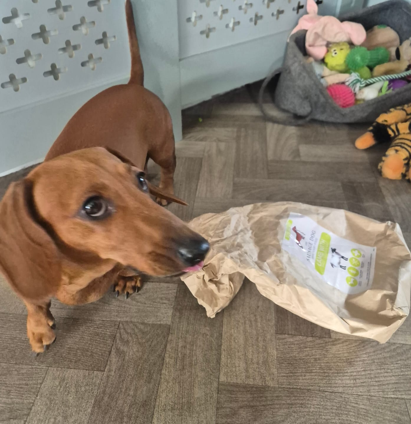 Customer photo review of Grain-Free Lamb with Sweet Potato & Mint