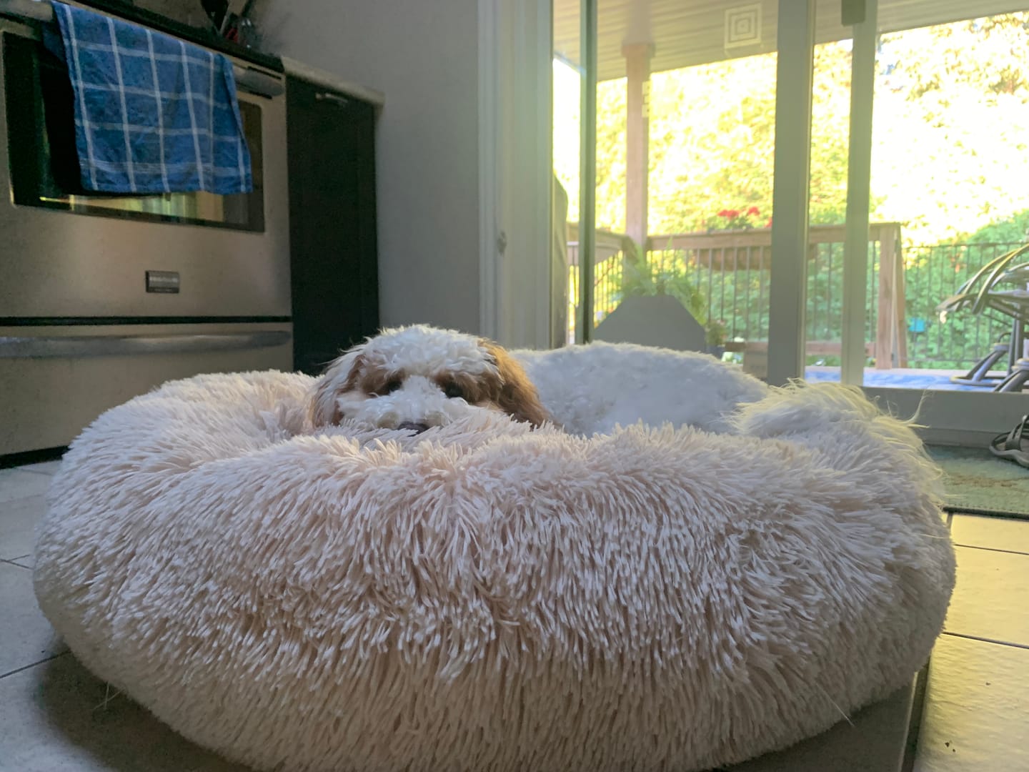 Customer photo review of Brooklyn® Deep Sleep Pet Bed