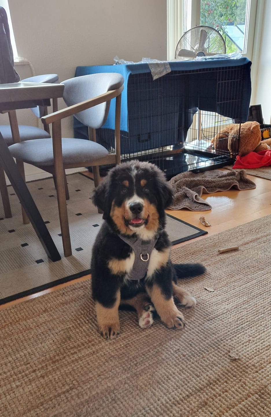 Customer photo review of Staey - Elma Hundesele, Dusty Blue