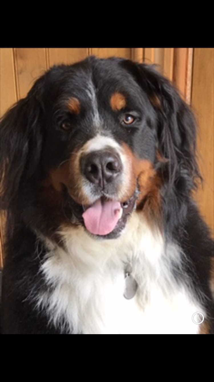 Customer photo review of Total Dental Care Supplement For Dogs