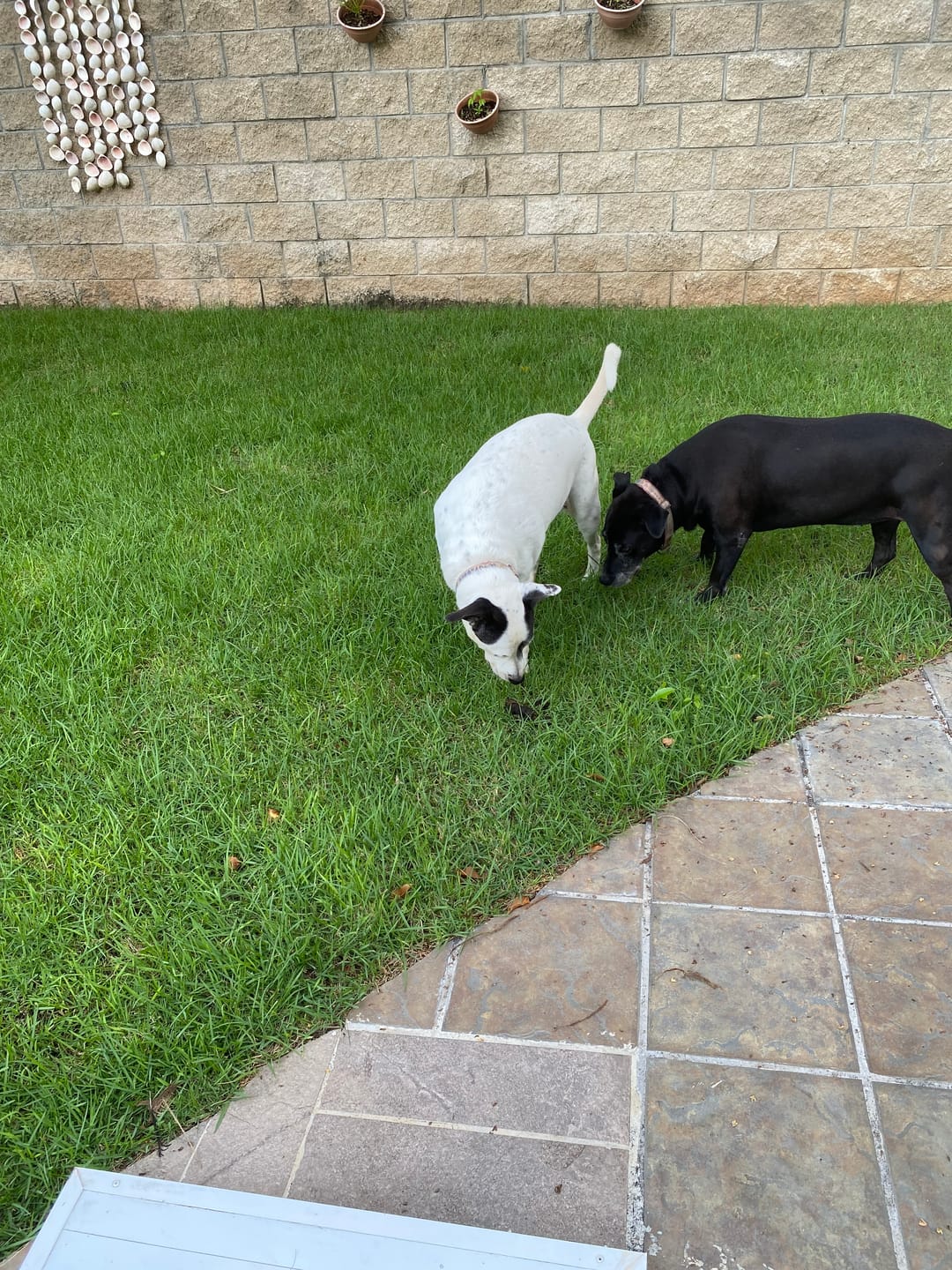 Customer photo review of Happy Flex I  Anti Inflamatorio Para Perros y Gatos. Articulaciones, huesos y cadera