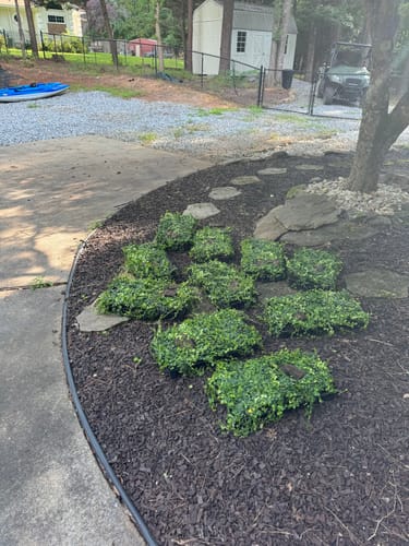 Customer photo review of Vinca Minor Bowles 50 count Flat